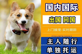 曲靖市宠物托运公司曲靖市宠物托运公司曲靖市宠物托运公司