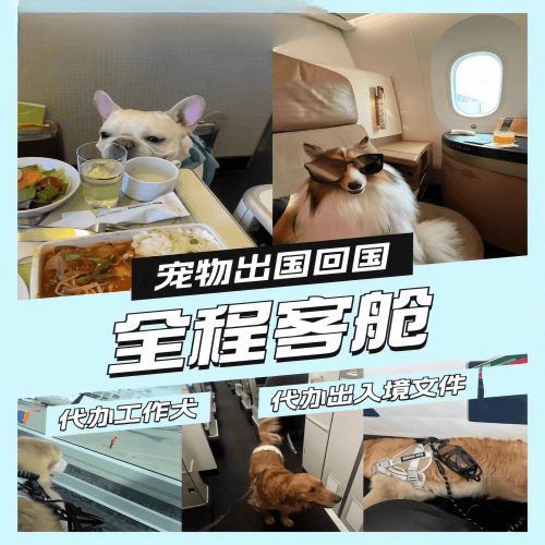 曲靖市宠物托运到白俄罗斯宠物入境规定和要求